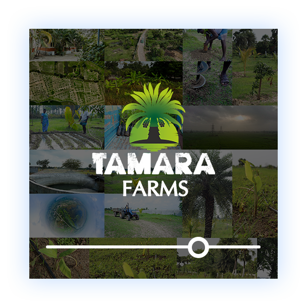 Tamara Farms